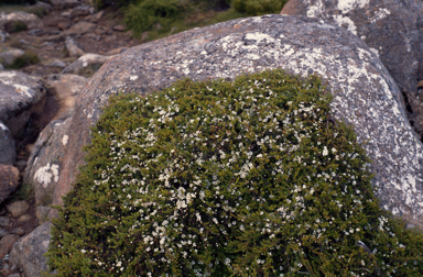 APII jpeg image of Leptospermum rupestre  © contact APII