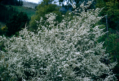 APII jpeg image of Thryptomene calycina  © contact APII