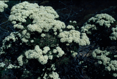 APII jpeg image of Verticordia polytricha  © contact APII