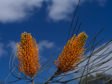 APII jpeg image of Grevillea excelsior  © contact APII