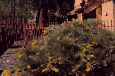 APII jpeg image of Grevillea 'Golden Lyre'  © contact APII