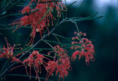 APII jpeg image of Grevillea pinaster  © contact APII