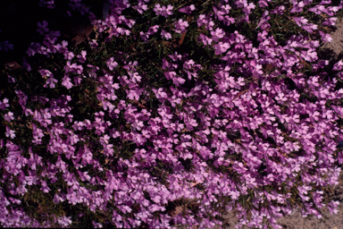 APII jpeg image of Hemiandra pungens  © contact APII