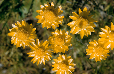 APII jpeg image of Xerochrysum bracteatum  © contact APII