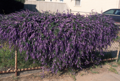 APII jpeg image of Hardenbergia comptoniana  © contact APII