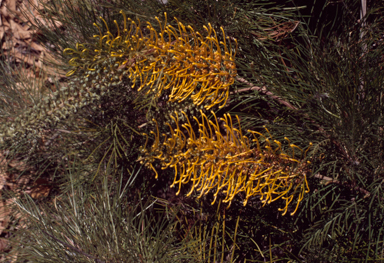 APII jpeg image of Grevillea 'Golden Lyre'  © contact APII