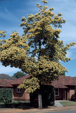 APII jpeg image of Hymenosporum flavum  © contact APII