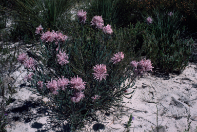 APII jpeg image of Isopogon linearis  © contact APII