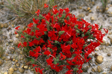 APII jpeg image of Lechenaultia formosa  © contact APII