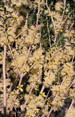 APII jpeg image of Melaleuca acuminata  © contact APII