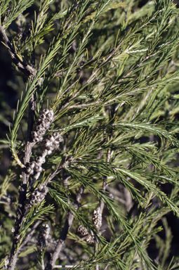 APII jpeg image of Melaleuca densispicata  © contact APII