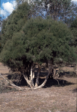 APII jpeg image of Melaleuca irbyana  © contact APII