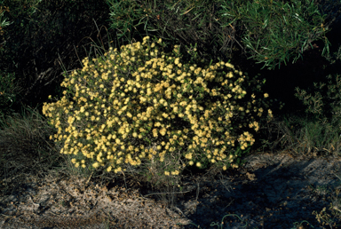 APII jpeg image of Melaleuca laetifica  © contact APII