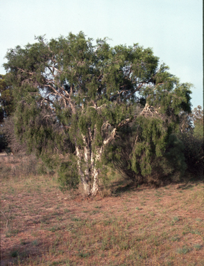 APII jpeg image of Melaleuca tamariscina  © contact APII