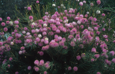 APII jpeg image of Melaleuca nematophylla  © contact APII