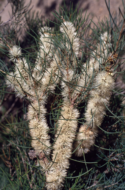 APII jpeg image of Melaleuca teretifolia  © contact APII