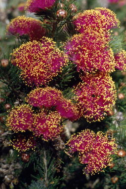 APII jpeg image of Melaleuca trichophylla  © contact APII