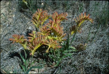 APII jpeg image of Anigozanthos humilis  © contact APII