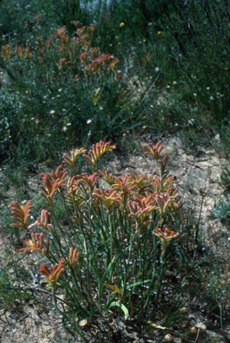 APII jpeg image of Anigozanthos humilis  © contact APII