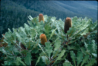 APII jpeg image of Banksia solandri  © contact APII