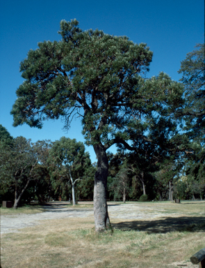 APII jpeg image of Banksia attenuata  © contact APII