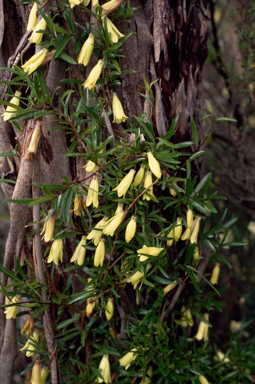 APII jpeg image of Billardiera longiflora  © contact APII