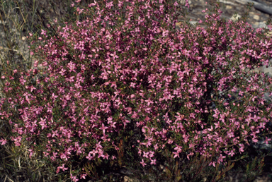 APII jpeg image of Boronia subulifolia  © contact APII