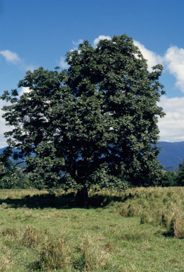 APII jpeg image of Castanospermum australe  © contact APII