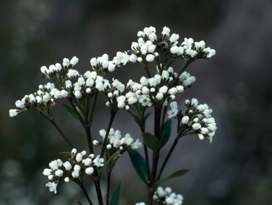 APII jpeg image of Logania ovata  © contact APII