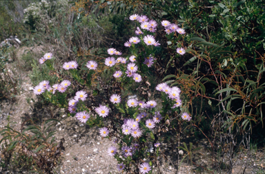 APII jpeg image of Olearia rudis  © contact APII