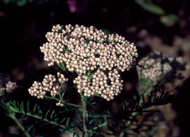 APII jpeg image of Ozothamnus diosmifolius  © contact APII