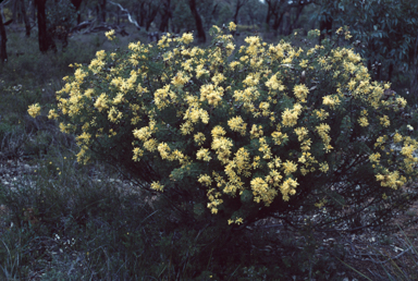 APII jpeg image of Petrophile chrysantha  © contact APII