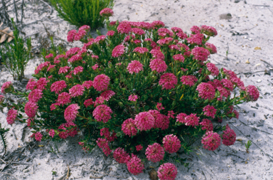 APII jpeg image of Pimelea rosea  © contact APII