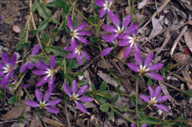 APII jpeg image of Scaevola aemula  © contact APII