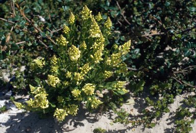 APII jpeg image of Stackhousia spathulata  © contact APII