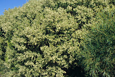 APII jpeg image of Grevillea argyrophylla  © contact APII
