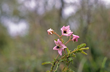 APII jpeg image of Thomasia grandiflora  © contact APII