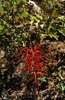 APII jpeg image of Grevillea bipinnatifida  © contact APII