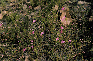 APII jpeg image of Utricularia multifida  © contact APII