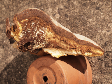 APII jpeg image of Pseudoinonotus chondromyelus  © contact APII