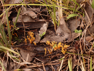 APII jpeg image of Ramariopsis crocea  © contact APII