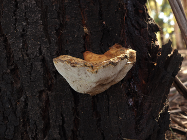 APII jpeg image of Pseudoinonotus chondromyelus  © contact APII