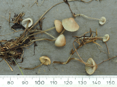 APII jpeg image of Mycena austrofilopes  © contact APII