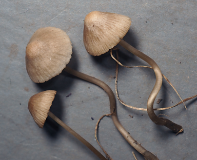 APII jpeg image of Mycena austrofilopes  © contact APII