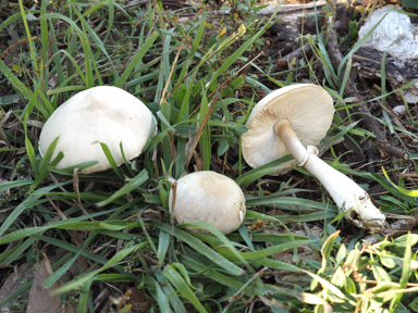 APII jpeg image of Leucoagaricus leucothites  © contact APII