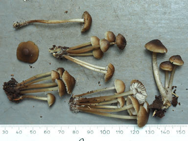 APII jpeg image of Mycena sp.  © contact APII