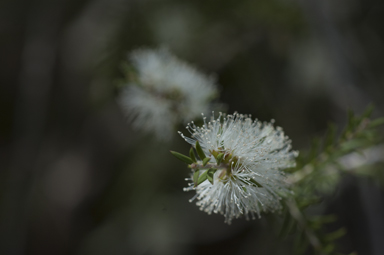 APII jpeg image of Melaleuca lanceolata  © contact APII