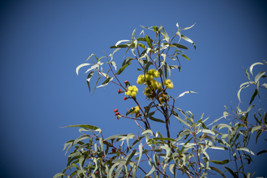 APII jpeg image of Eucalyptus erythrocorys  © contact APII