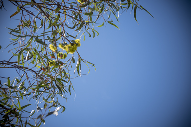 APII jpeg image of Eucalyptus erythrocorys  © contact APII