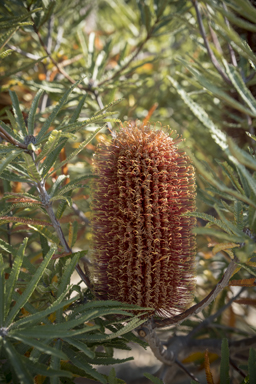 APII jpeg image of Banksia brownii  © contact APII